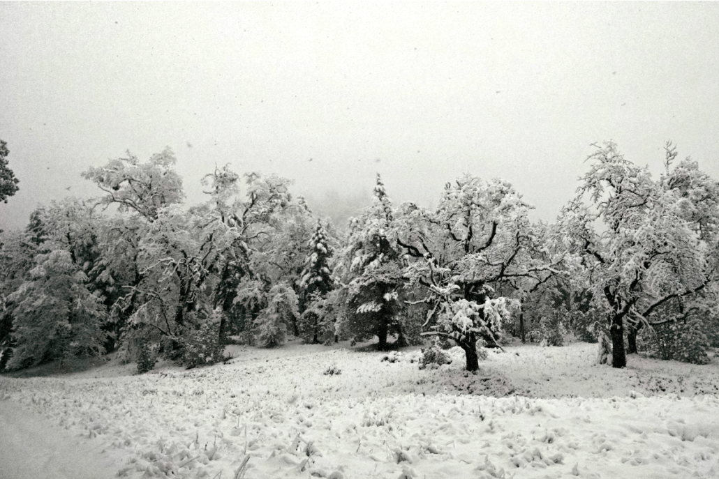 short trees in the woods covered in snow
