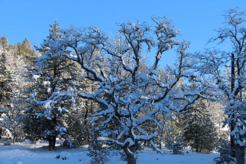 snow on a madrone tree