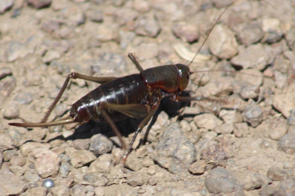 Farmers concerned about grasshoppers in 2024