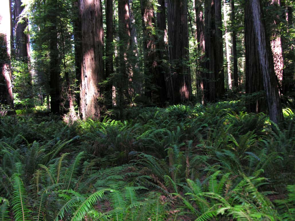 OTHER VIEWS: Can coastal redwoods evolve fast enough?
