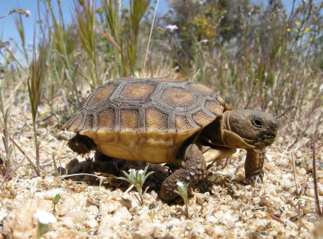 Tortoises on the way down are bouncing back thanks to a desert conservation effort