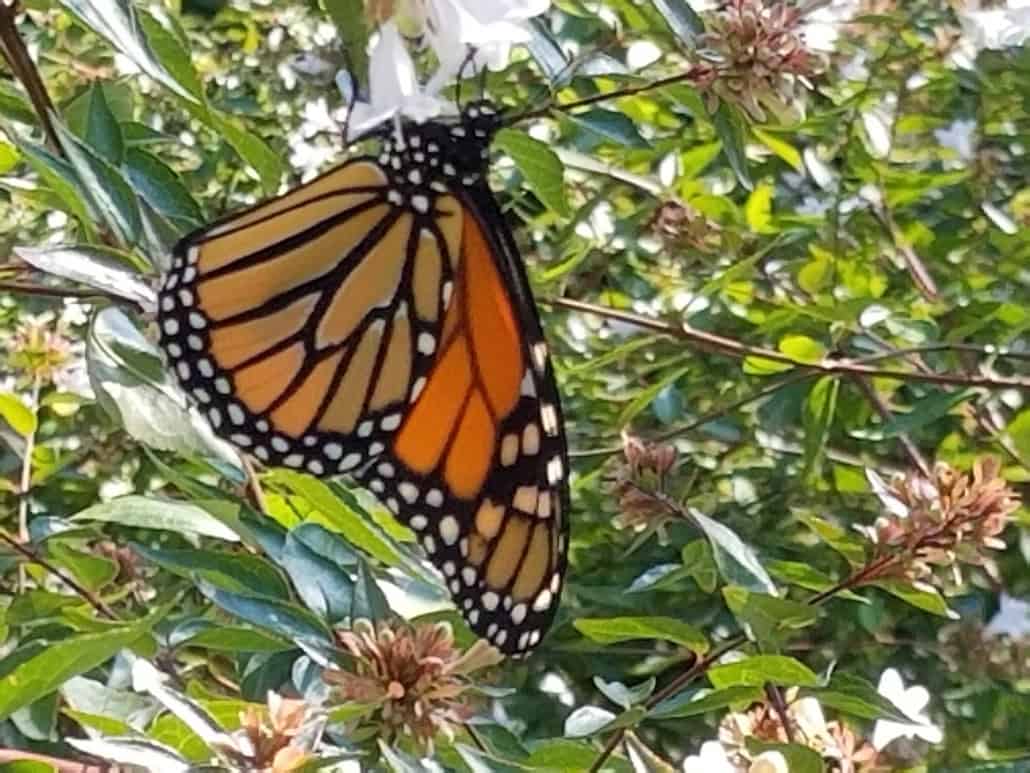 Monarch butterflies will get federal protections as a threatened species