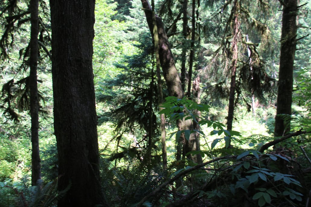 IMG_0406 southern Oregon forest in spring