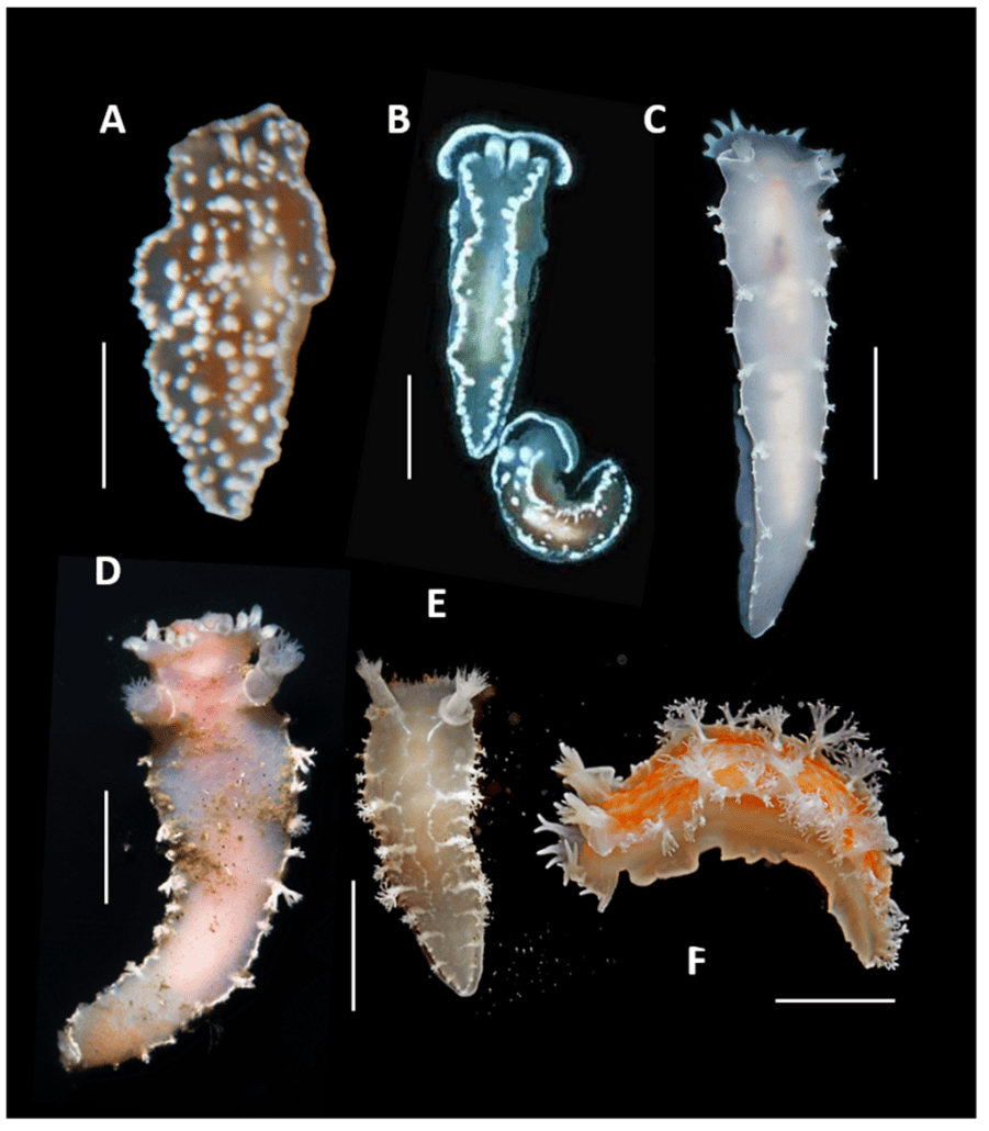 1024px-Heterobranch_Sea_Slugs_(10.3390-d17050330)_Figure_7 (1)