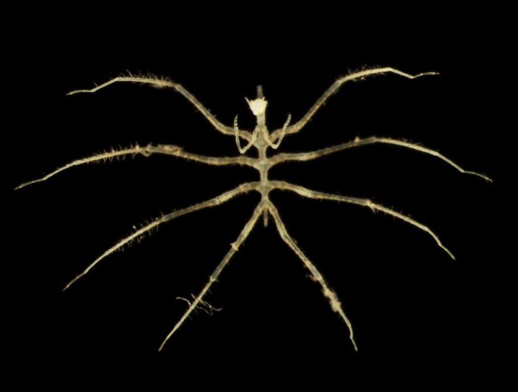 a sea abyssal spider