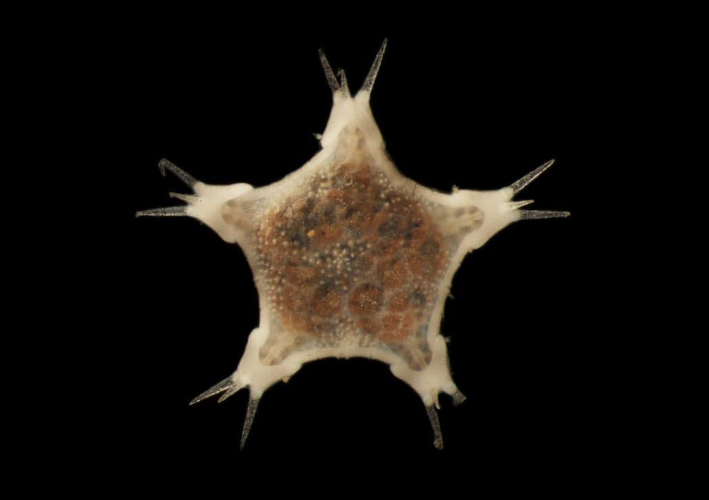 abyssal seastar