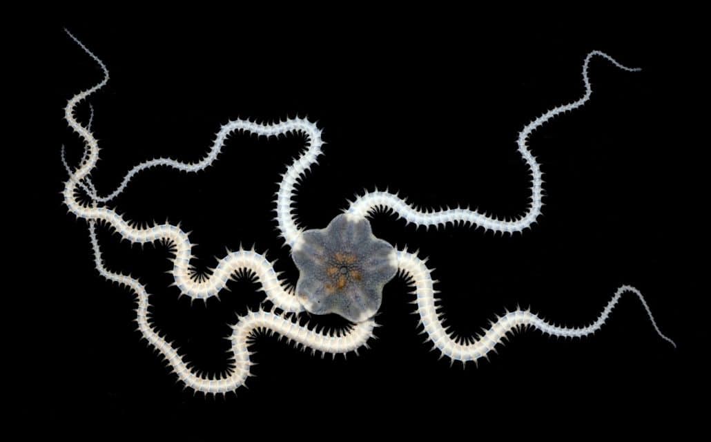 a brittlestar amphioplus daleus