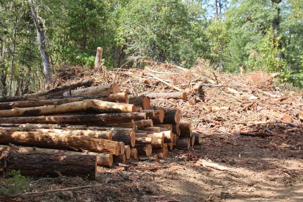 IMG_0869 Combustible debris left after commercial logging operation in Jackson County, Oregon.