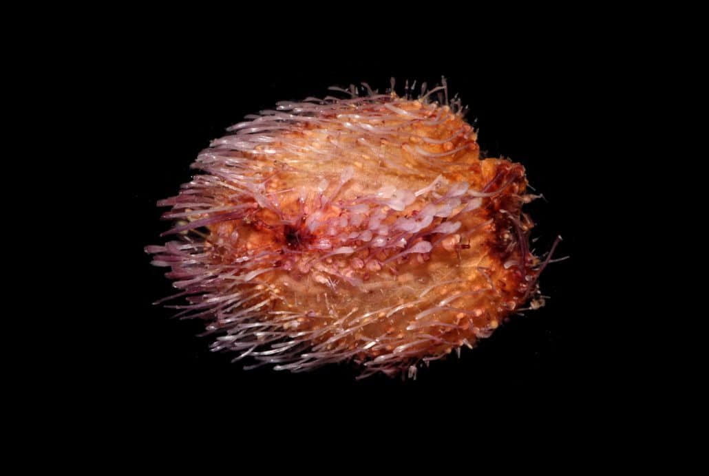 an abyssal sea urchin