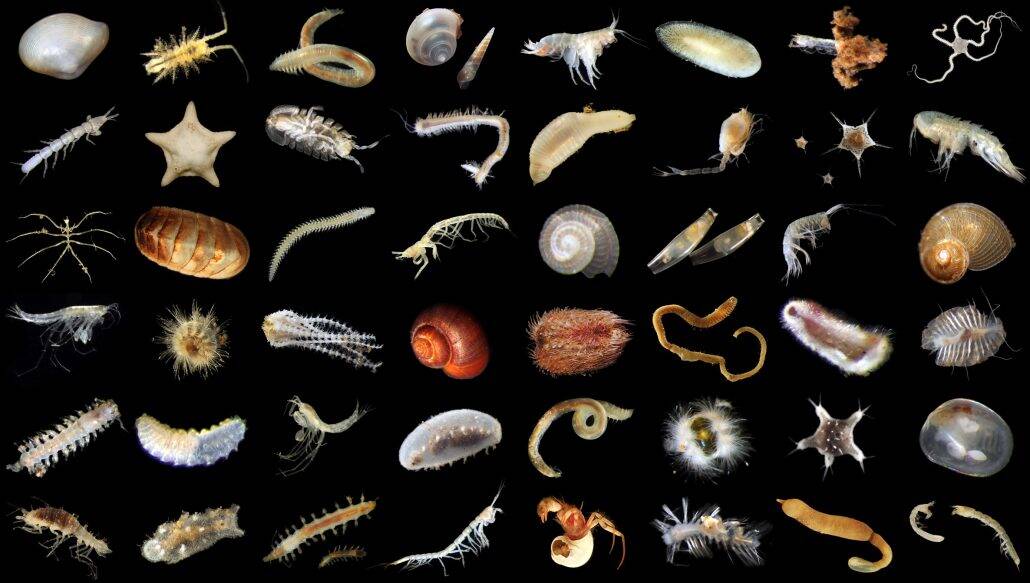 a collection of invertebrate sea species