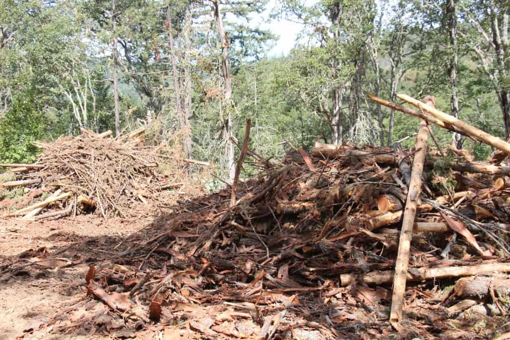 IMG_0870 pile of timber sheddings destined for a burn pile